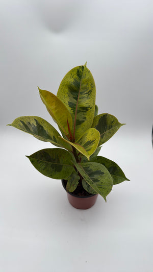 Variegated Ficus Shiveriana ‘Moonshine’
