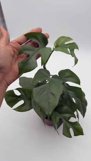 Rhaphidophora Tetrasperma (Mini Monstera)