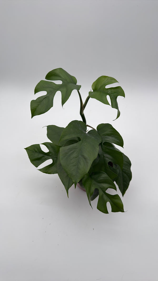 Rhaphidophora Tetrasperma (Mini Monstera)