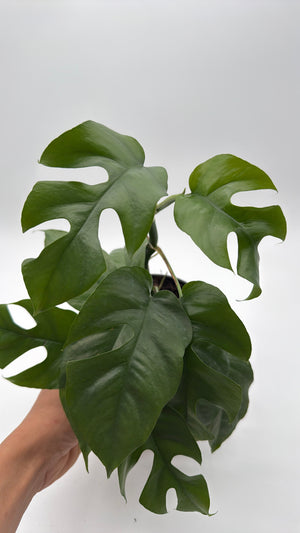 Rhaphidophora Tetrasperma (Mini Monstera)
