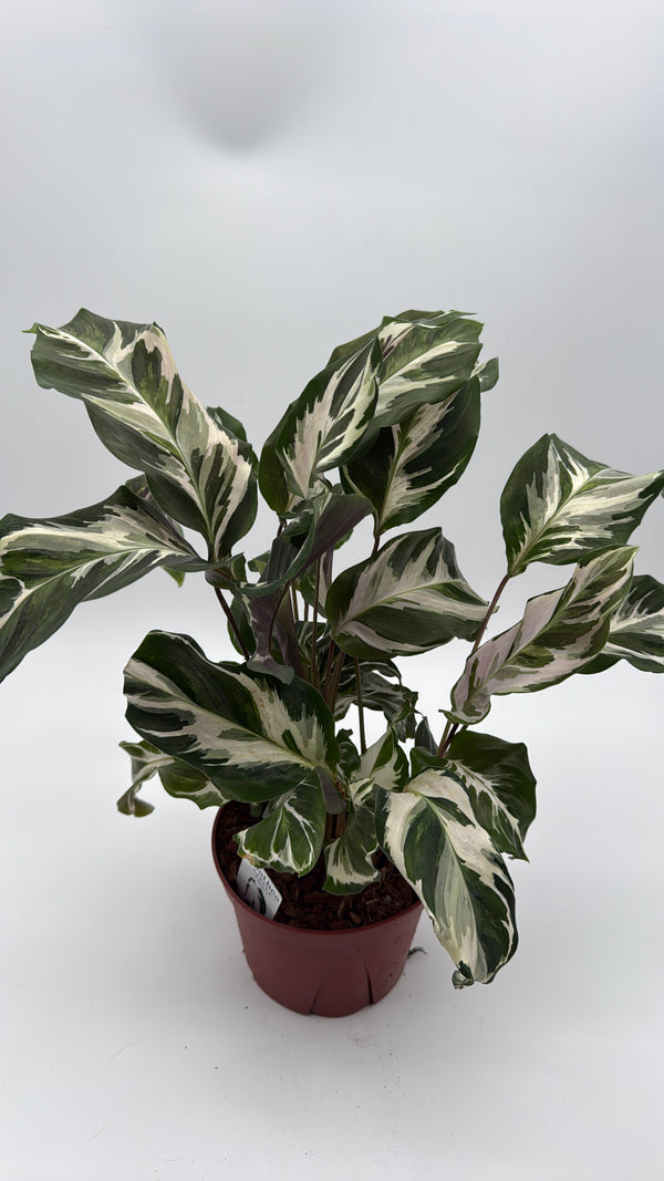 Calathea White Fusion