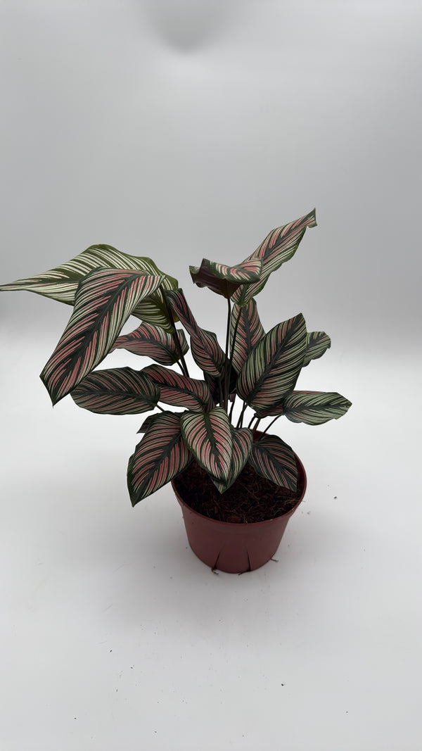 Calathea White Star