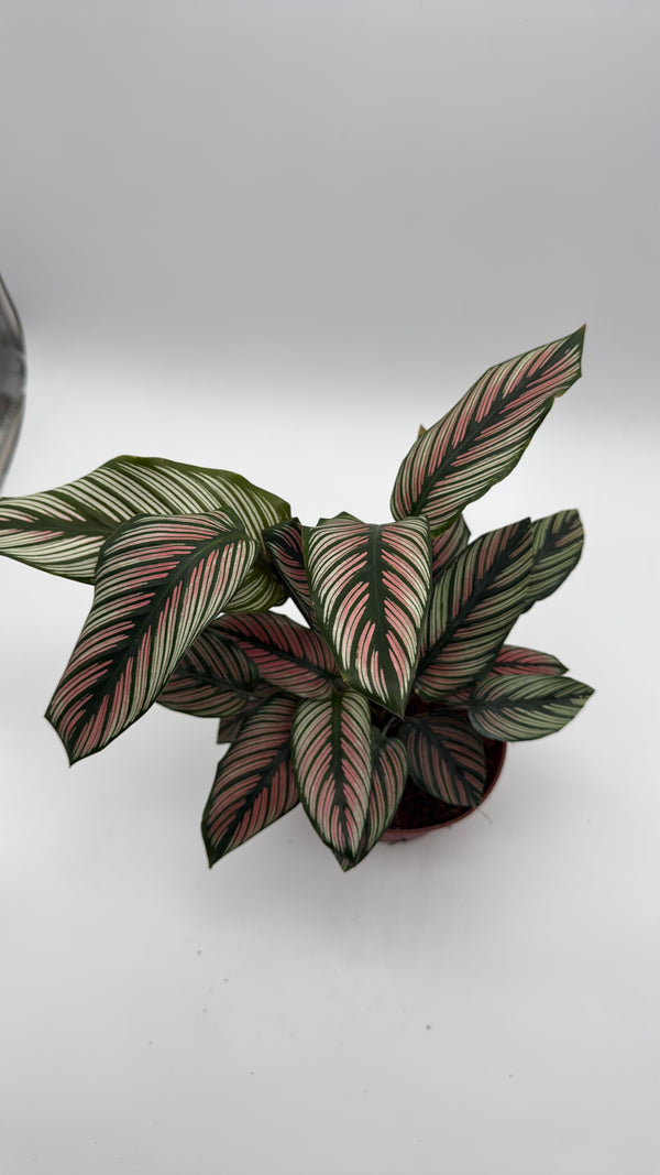 Calathea White Star