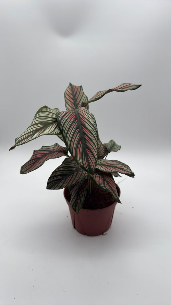 Calathea White Star