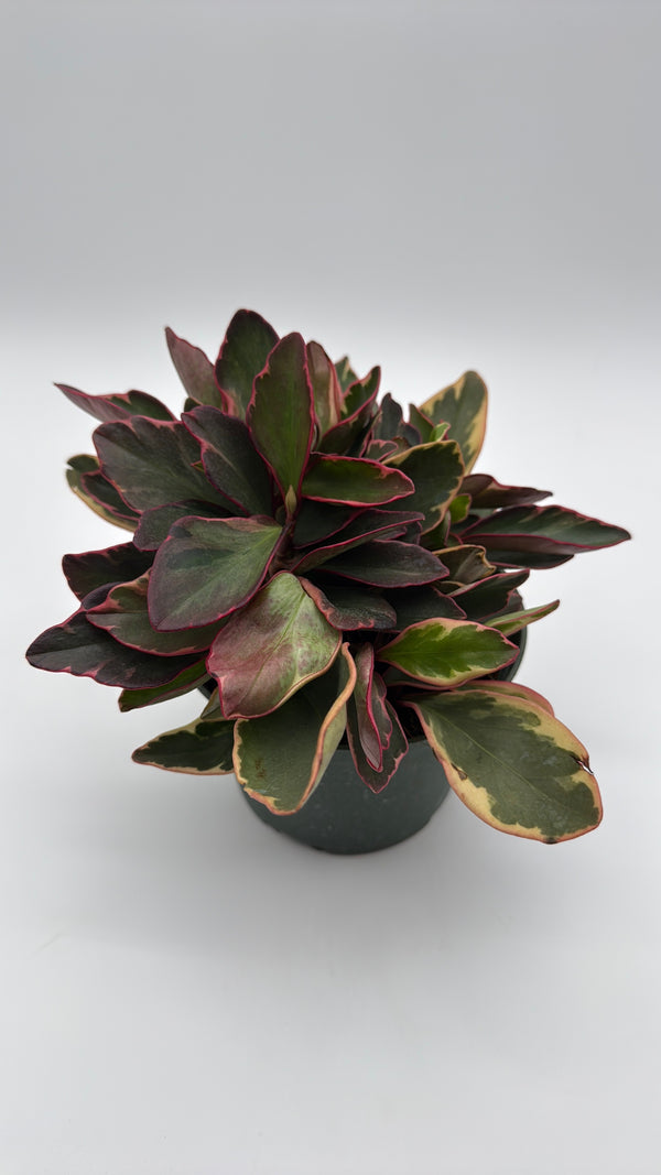 Variegated Peperomia Clusiifolia 'Ginny'
