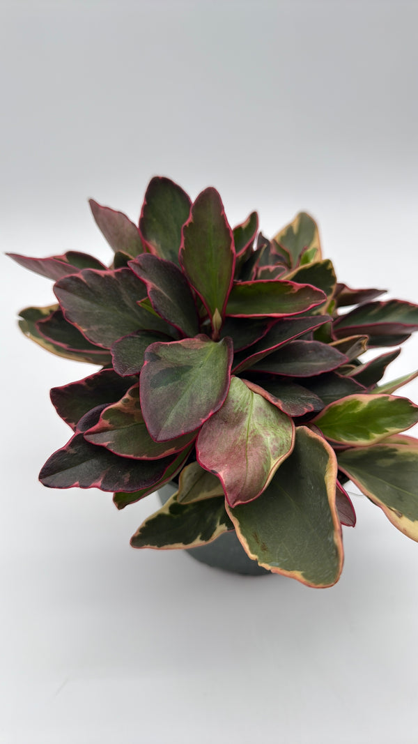 Variegated Peperomia Clusiifolia 'Ginny'