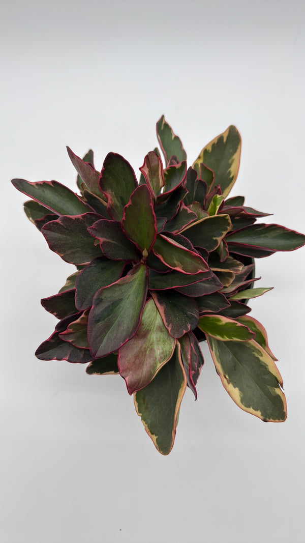 Variegated Peperomia Clusiifolia 'Ginny'