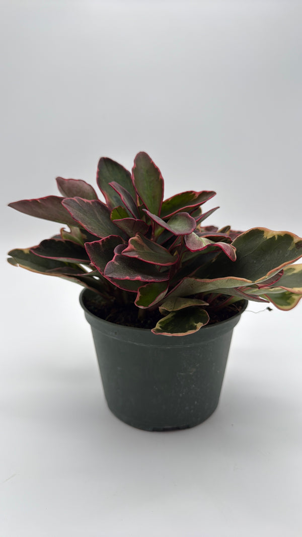 Variegated Peperomia Clusiifolia 'Ginny'
