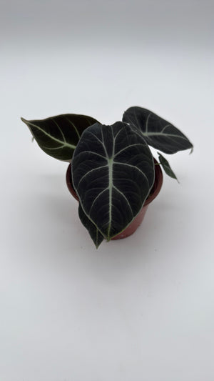 Alocasia Black Velvet