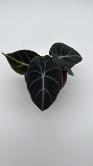 Alocasia Black Velvet