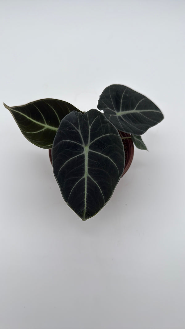 Alocasia Black Velvet