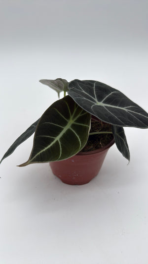 Alocasia Black Velvet
