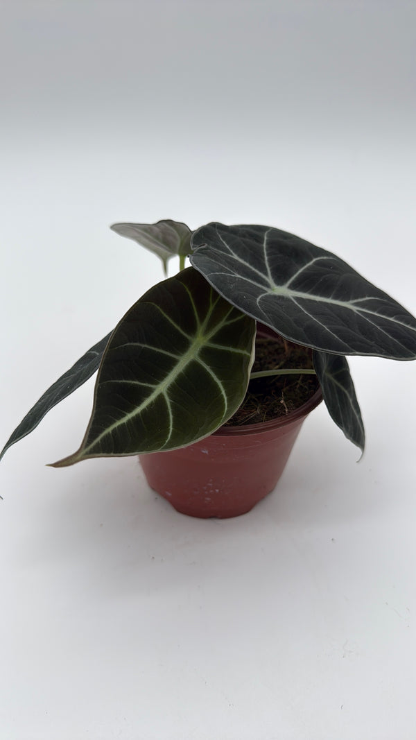 Alocasia Black Velvet