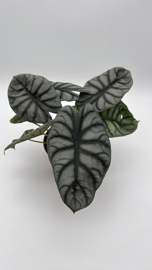 Alocasia  Silver Dragon