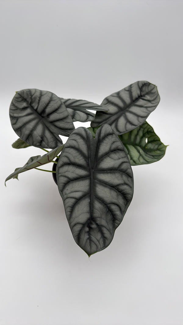 Alocasia  Silver Dragon