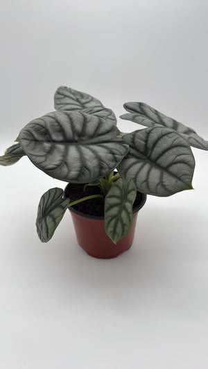 Alocasia  Silver Dragon