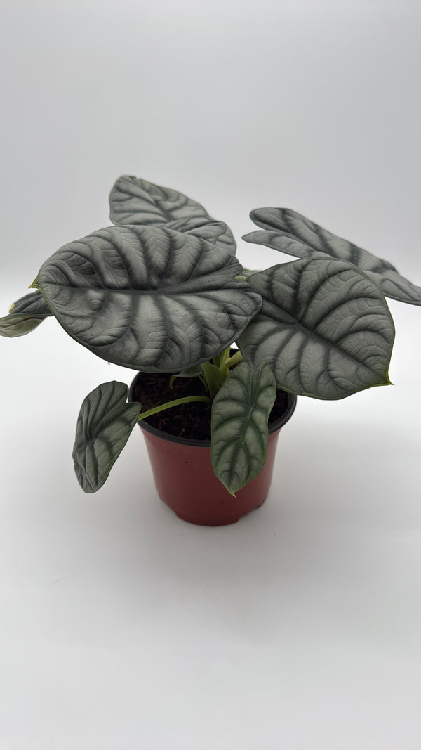 Alocasia  Silver Dragon
