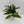 Hoya Mystery Bundle Box - 3 Hoya Plants