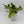 Pothos Mystery Bundle Box - 3 Pothos Plants