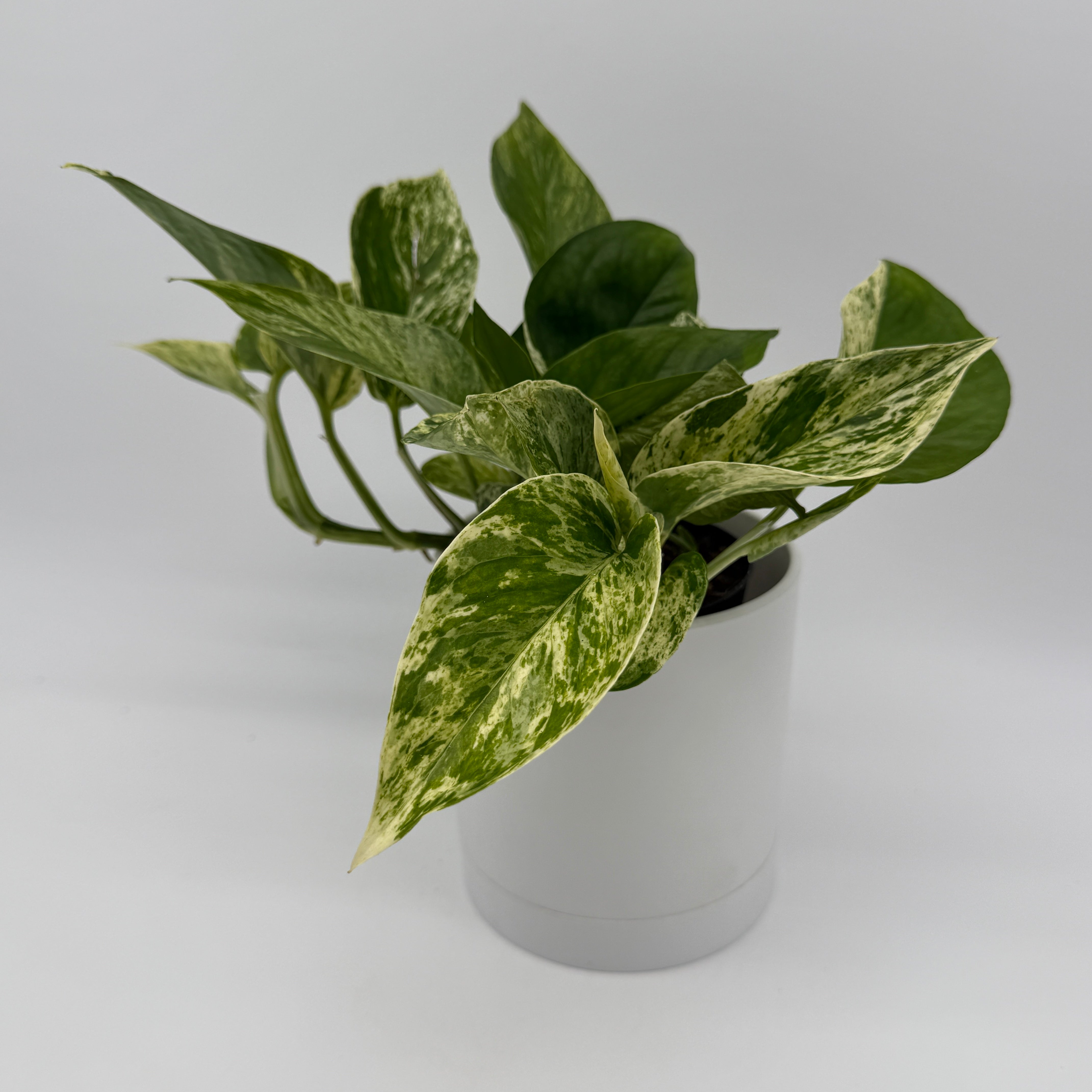 pothos bundle Pothos Mystery Bundle Box - 3 Pothos Plants - 3