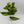 Pothos Mystery Bundle Box - 3 Pothos Plants