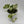 Pothos Mystery Bundle Box - 3 Pothos Plants