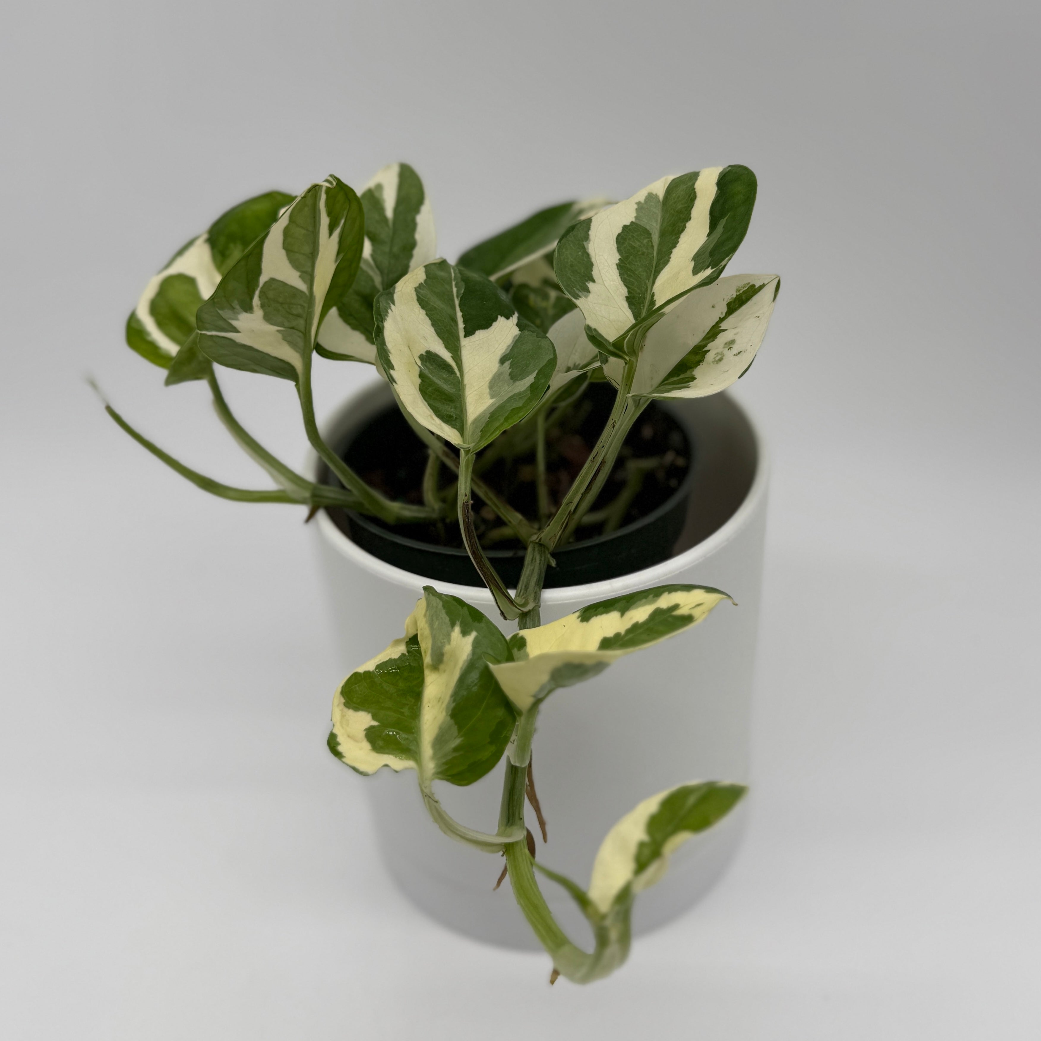 pothos bundle Pothos Mystery Bundle Box - 3 Pothos Plants - 3