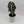 Alocasia Mystery Bundle Box - 3 Alocasia Plants