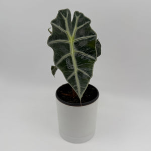 Alocasia Mystery Bundle Box - 3 Alocasia Plants