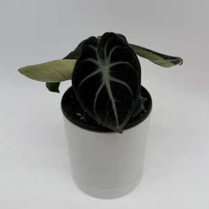 Alocasia Mystery Bundle Box - 3 Alocasia Plants