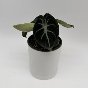 Alocasia Mystery Bundle Box - 3 Alocasia Plants