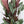 Calathea 'Exotica'