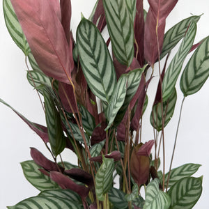 Calathea 'Exotica'