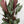Calathea 'Exotica'