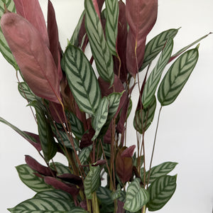 Calathea 'Exotica'
