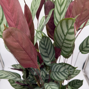 Calathea 'Exotica'