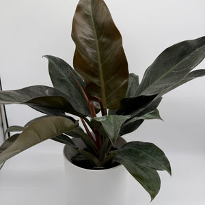 Philodendron 'Imperial Red'
