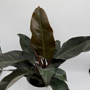 Philodendron 'Imperial Red'