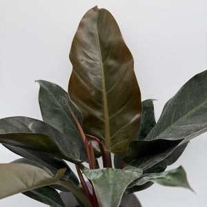 Philodendron 'Imperial Red'