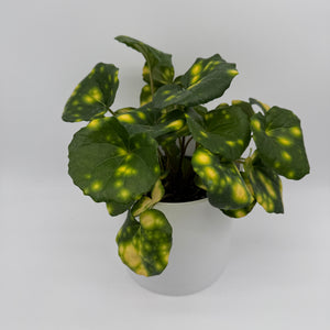 Farfugium 'Firefly'
