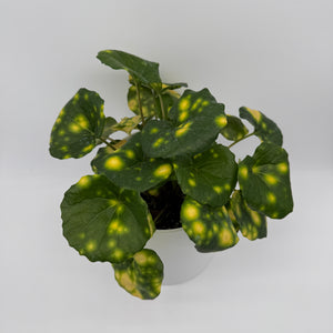 Farfugium 'Firefly'