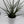 Sansevieria 'Fernwood'