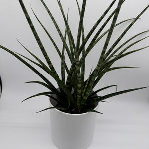 Sansevieria 'Fernwood'
