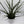 Sansevieria 'Fernwood'