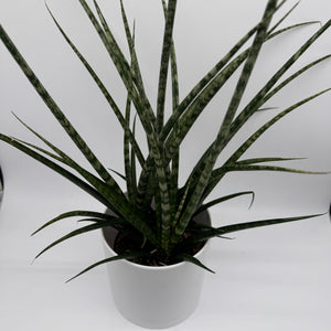 Sansevieria 'Fernwood'