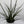 Sansevieria 'Fernwood'