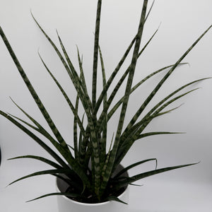 Sansevieria 'Fernwood'