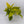 Pothos Neon