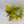 Pothos Neon
