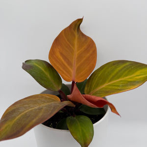 Philodendron 'McColley's Finale'